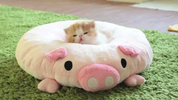 Acid Gifdump, December 21 (25 gifs)