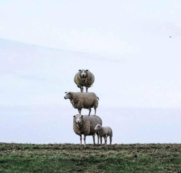 Acid Picdump (112 pics)