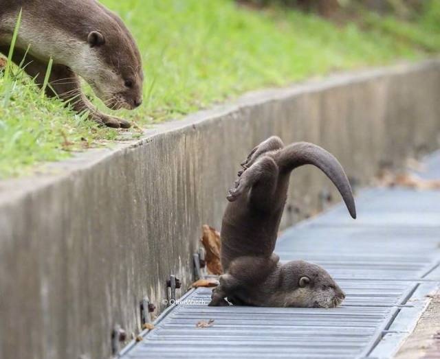 Acid Picdump (112 pics)