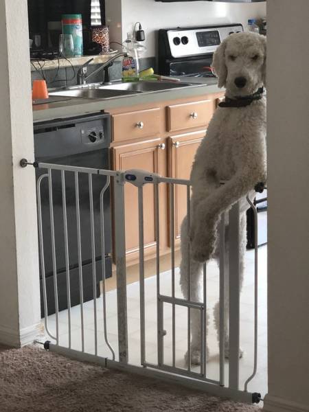 Funny Animals (26 pics)