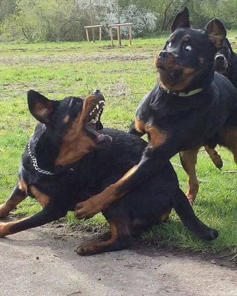 Funny Animals (26 pics)