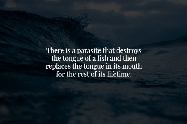 Scary Facts (17 pics)
