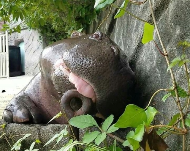 Very Cute Hippo (4 pics)