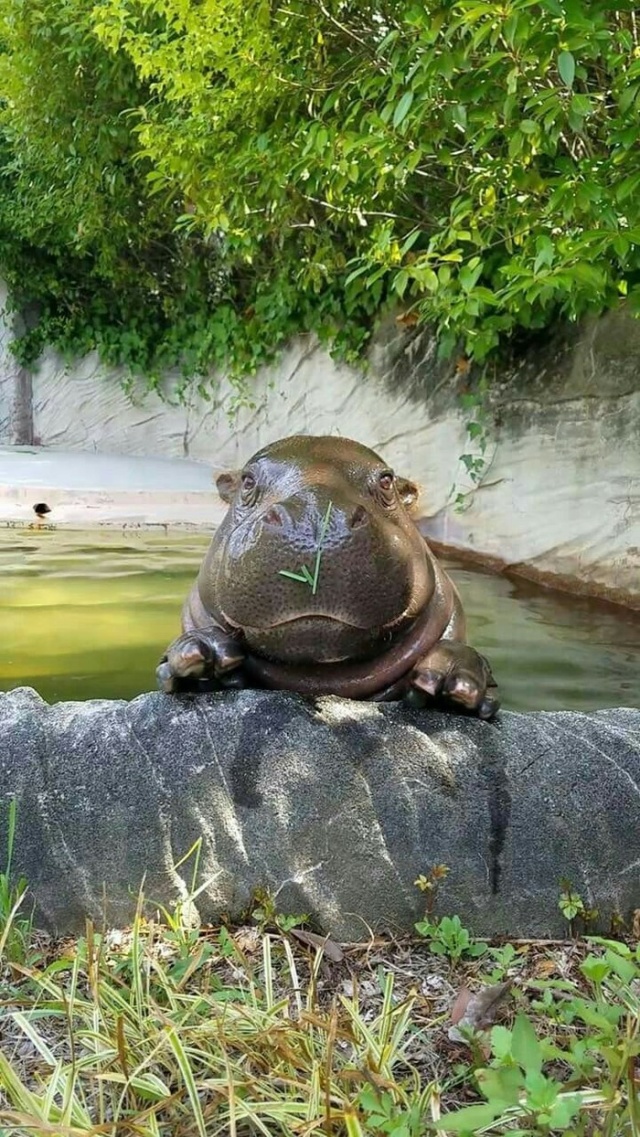 Very Cute Hippo (4 pics)