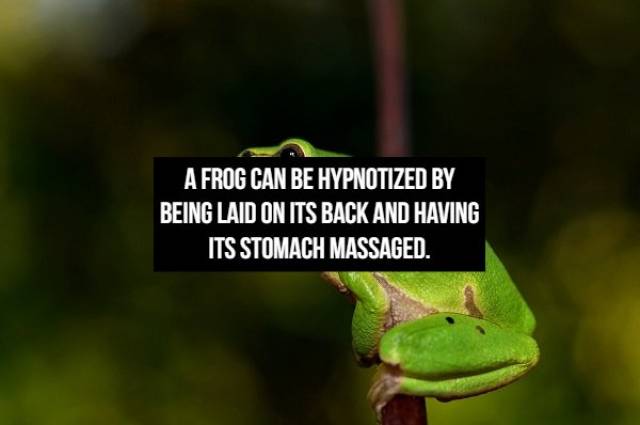 Interesting Facts About Animals (16 pics)