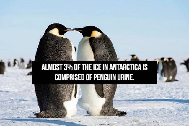 Interesting Facts About Animals (16 pics)