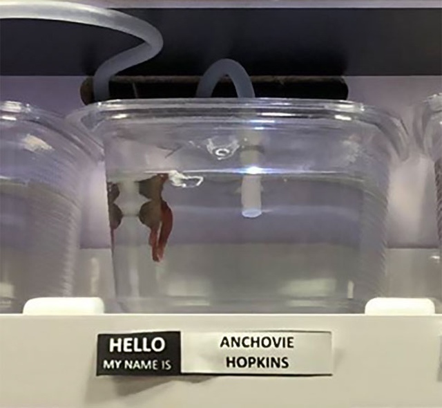 Pet Store Gives Celebrity Names To Their Fishes (26 pics)