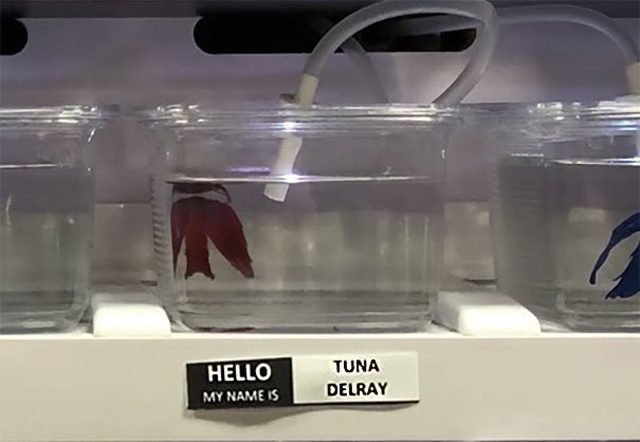 Pet Store Gives Celebrity Names To Their Fishes (26 pics)