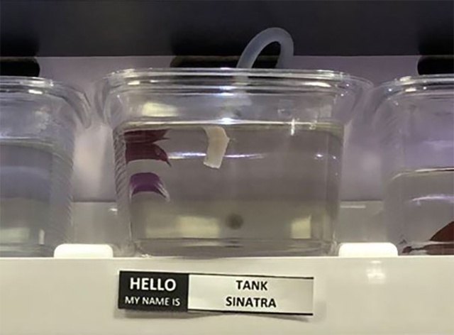 Pet Store Gives Celebrity Names To Their Fishes (26 pics)