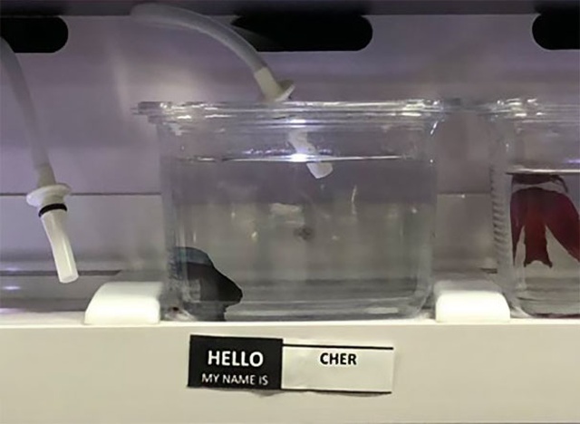 Pet Store Gives Celebrity Names To Their Fishes (26 pics)