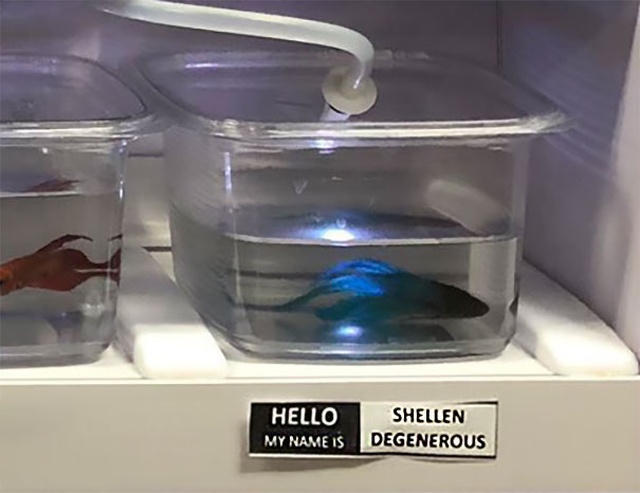 Pet Store Gives Celebrity Names To Their Fishes (26 pics)