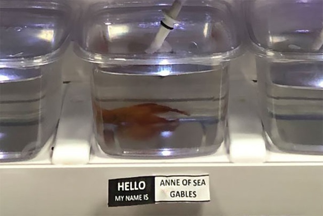 Pet Store Gives Celebrity Names To Their Fishes (26 pics)