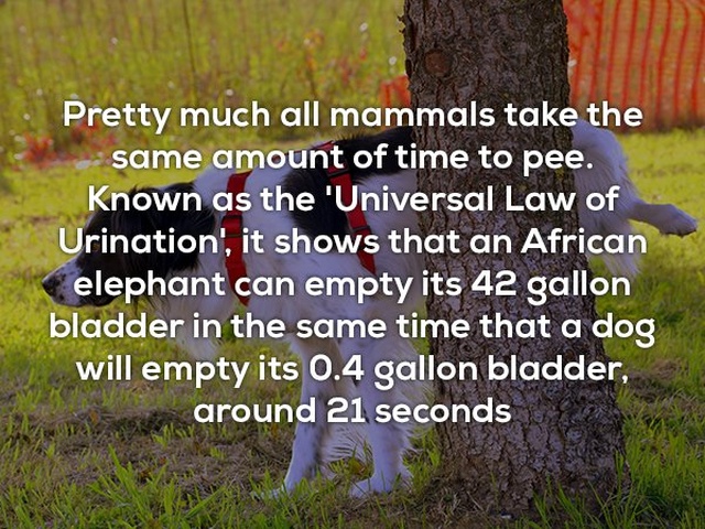 Interesting Facts (25 pics)