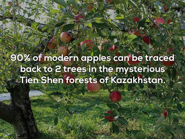 Interesting Facts (25 pics)