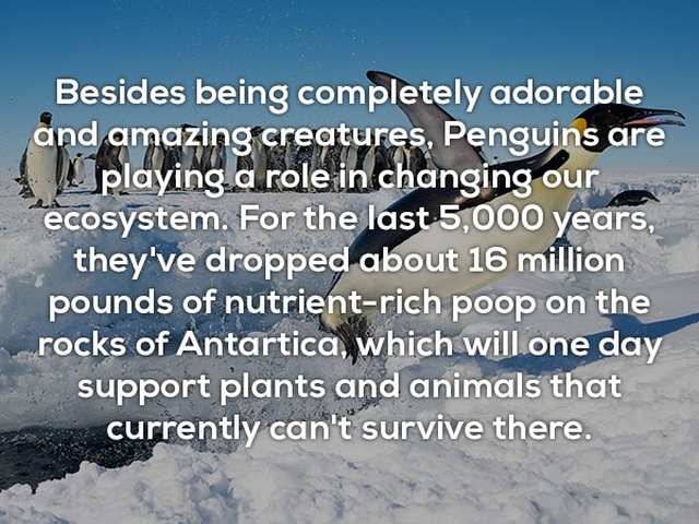 Interesting Facts (25 pics)