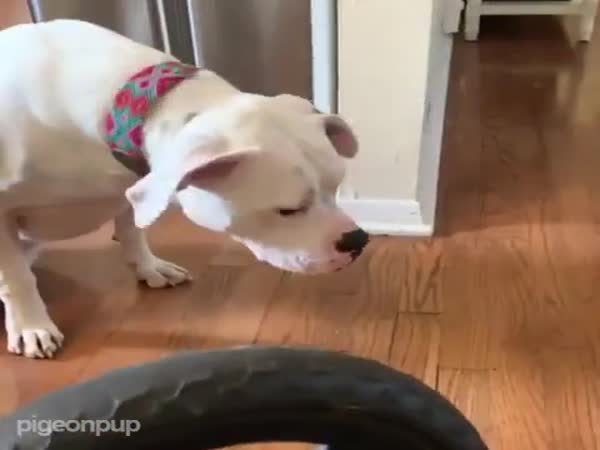 This Dog Loves His Wheel Chair So Much