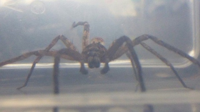 Welcome To Australia (27 pics)
