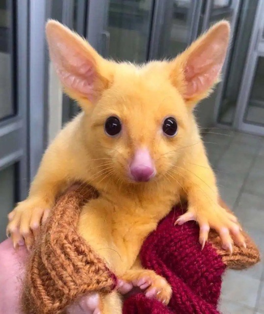Welcome To Australia (27 pics)