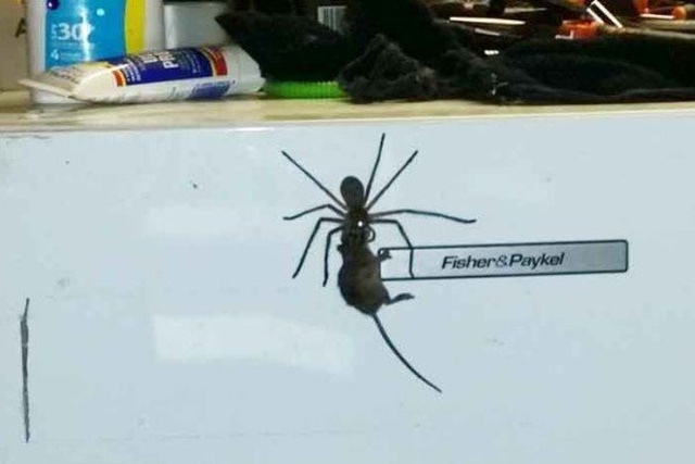 Welcome To Australia (27 pics)