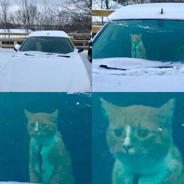 Cats Hate Snow (24 pics)