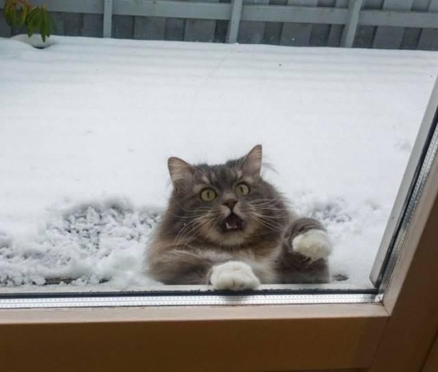 Cats Hate Snow (24 pics)