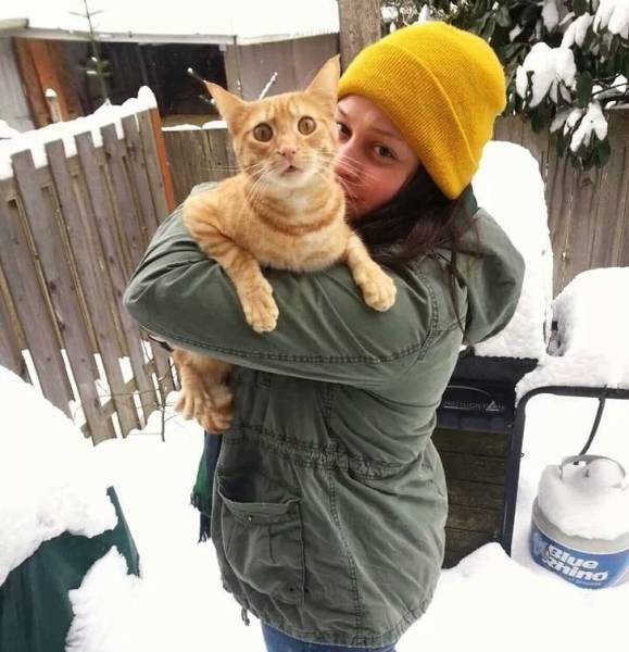 Cats Hate Snow (24 pics)