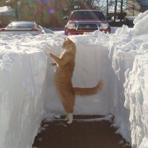 Cats Hate Snow (24 pics)