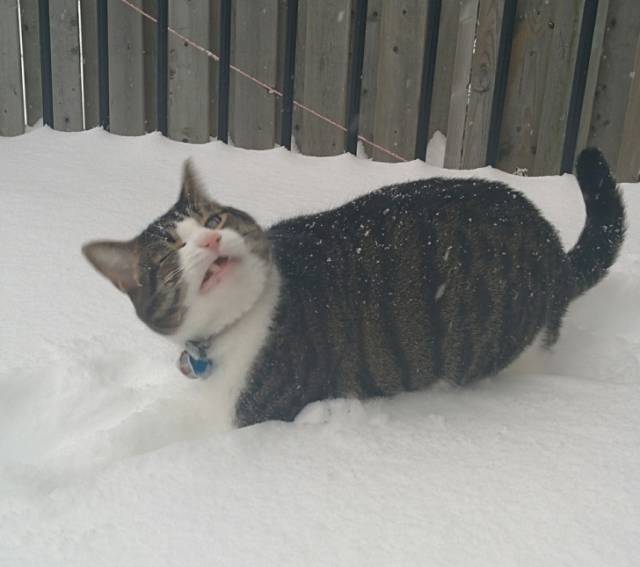 Cats Hate Snow (24 pics)