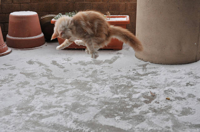 Cats Hate Snow (24 pics)