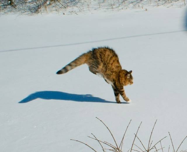 Cats Hate Snow (24 pics)