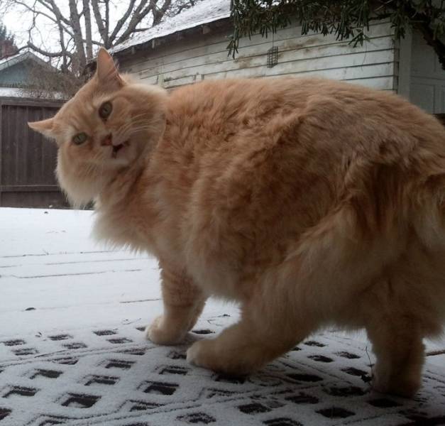 Cats Hate Snow (24 pics)