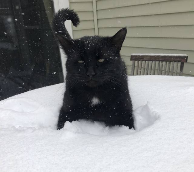 Cats Hate Snow (24 pics)