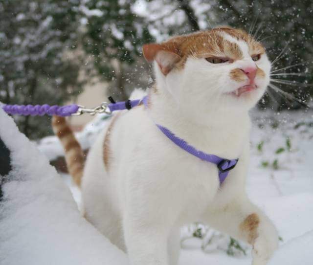 Cats Hate Snow (24 pics)