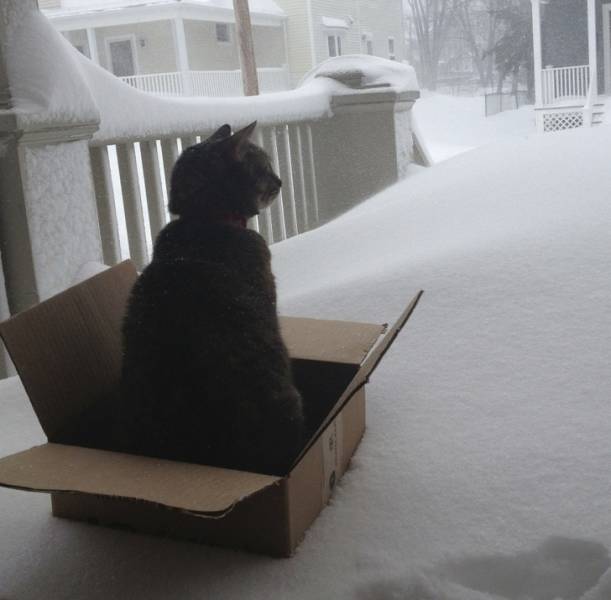 Cats Hate Snow (24 pics)