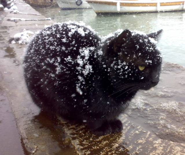 Cats Hate Snow (24 pics)