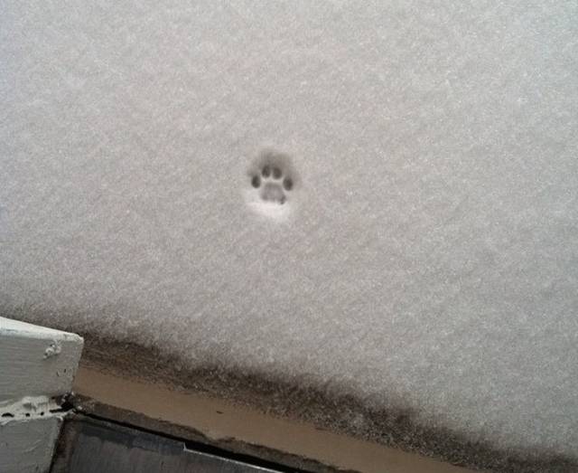 Cats Hate Snow (24 pics)