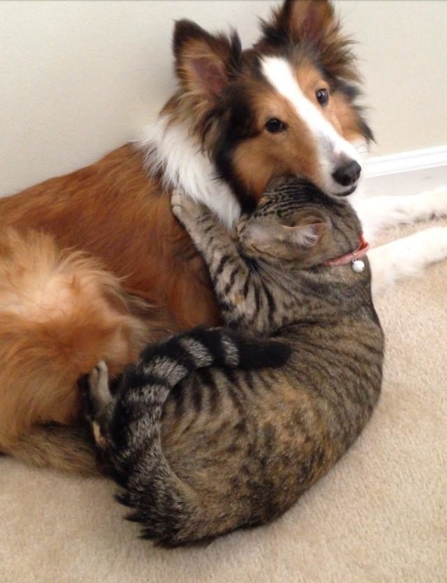 Cats In Love With Dogs (23 pics)