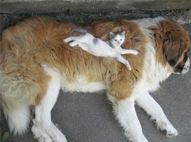 Cats In Love With Dogs (23 pics)