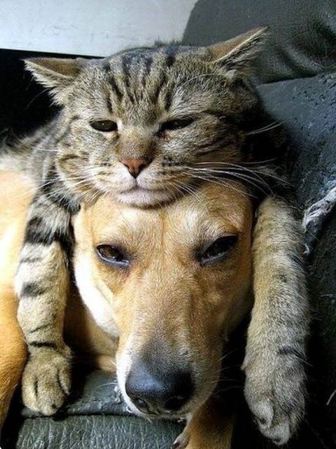 Cats In Love With Dogs (23 pics)