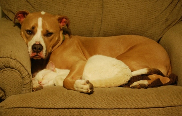 Cats In Love With Dogs (23 pics)