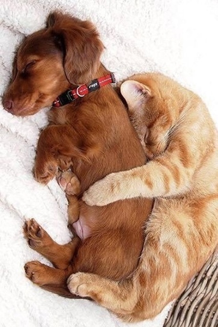 Cats In Love With Dogs (23 pics)