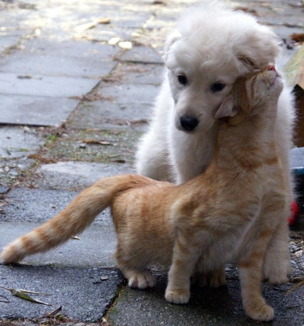 Cats In Love With Dogs (23 pics)