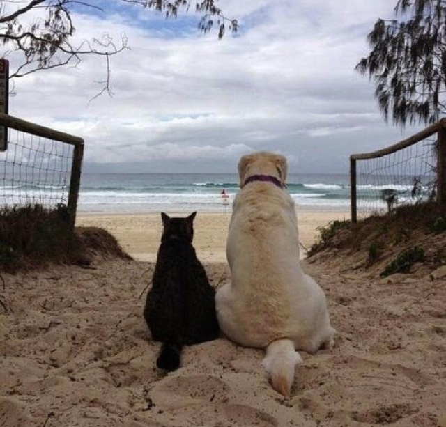 Cats In Love With Dogs (23 pics)