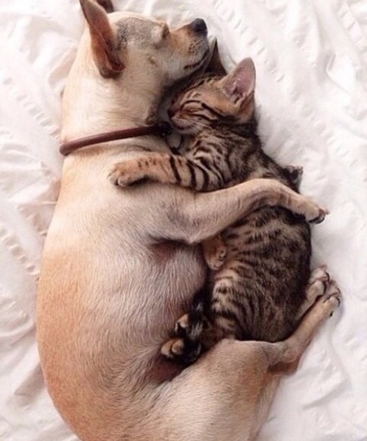 Cats In Love With Dogs (23 pics)