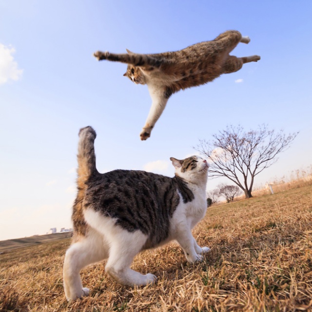 Cats Being Abducted By UFOs (21 pics)