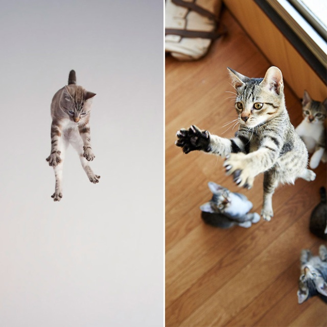 Cats Being Abducted By UFOs (21 pics)