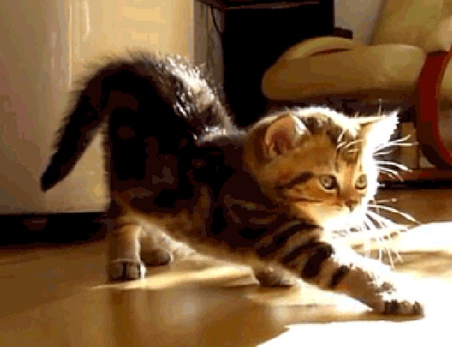 Cat Gifs (17 gifs)