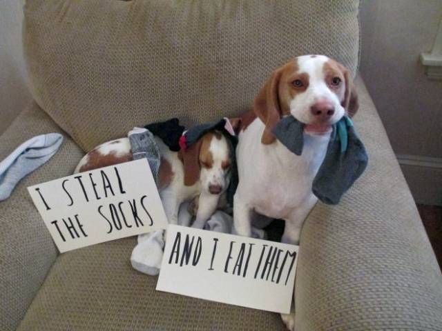 The Best Of Dog Shaming (19 pics)