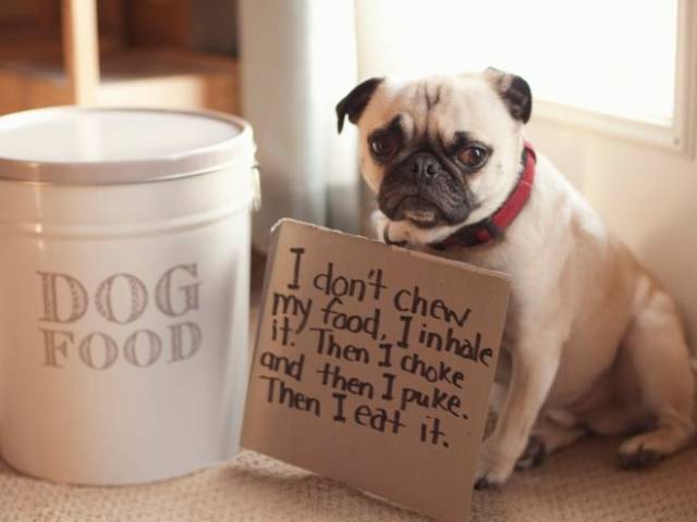 The Best Of Dog Shaming (19 pics)