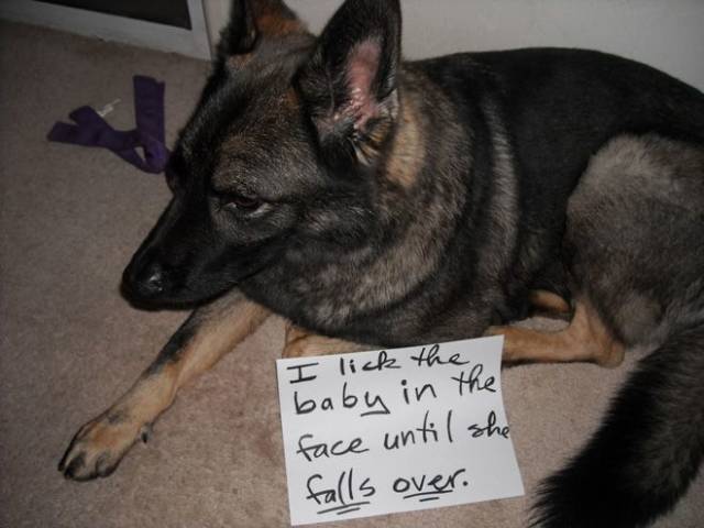 The Best Of Dog Shaming (19 pics)